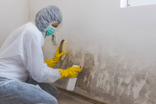 Best Mold Cleaning Services  in Roslyn, PA
